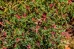 Indigofera williamsonii