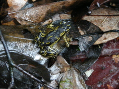 Atelopus hoogmoedi