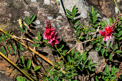 Indigofera williamsonii