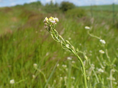 Calepina irregularis