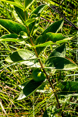Vangueria venosa