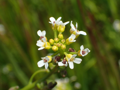 Calepina irregularis