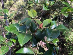 Psydrax odorata odorata