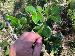 Psydrax odorata odorata