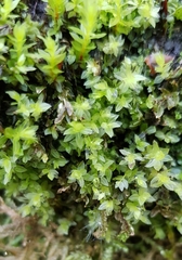 Mnium stellare