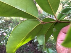 Mischocarpus pyriformis