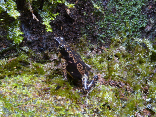 Hoogmoed Harlequin Toad