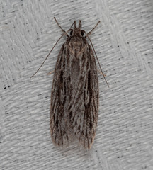 Eulechria tanysticha