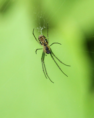 Leucauge argyra