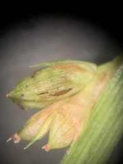 Carex corrugata