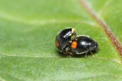 Cryptogonus orbiculus