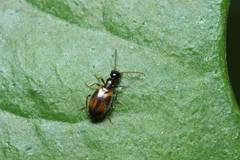 Microhoria