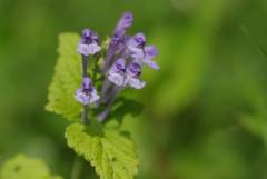 Scutellaria brachyspica