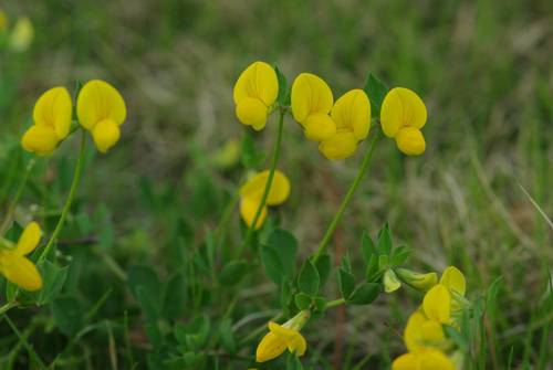 Photograph of Lotus