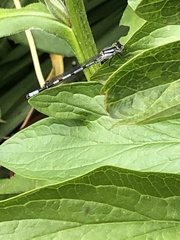 Enallagma cyathigerum