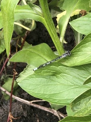 Enallagma cyathigerum
