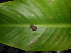 Scinax hiemalis