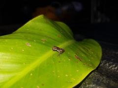 Scinax hiemalis