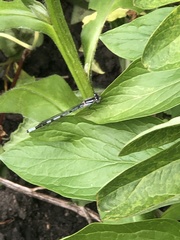 Enallagma cyathigerum