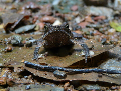 Rhinella margaritifera