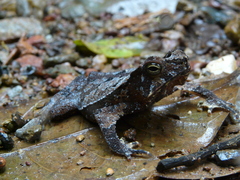 Rhinella margaritifera