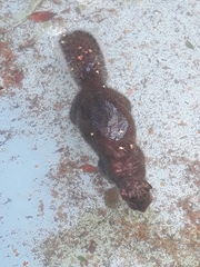 Sciurus carolinensis