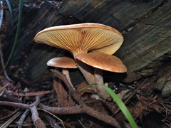 Gymnopilus allantopus