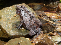 Rhinella margaritifera