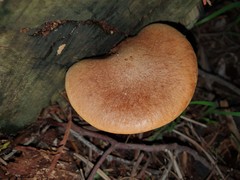 Gymnopilus allantopus