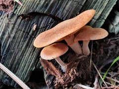 Gymnopilus allantopus
