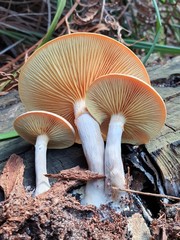 Gymnopilus allantopus