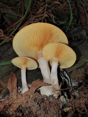 Gymnopilus allantopus