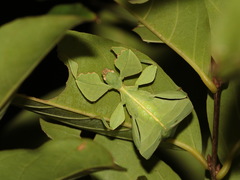 Cryptophyllium