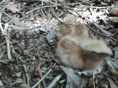 Caprimulgiformes