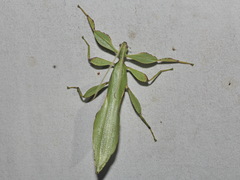 Cryptophyllium