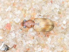 Bembidion ruficolle