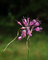 Allium carinatum pulchellum