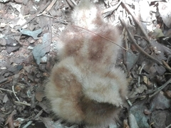Caprimulgiformes