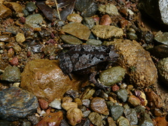 Rhinella margaritifera