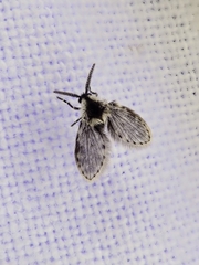 Lepiseodina conspicua