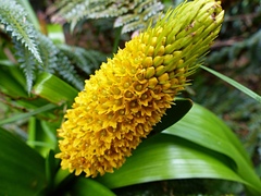 Bulbinella rossii
