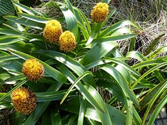 Bulbinella rossii