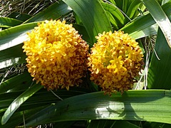 Bulbinella rossii