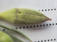 Clarkia williamsonii