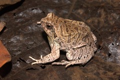 Physalaemus nattereri