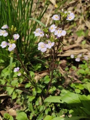Mazus stachydifolius
