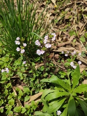 Mazus stachydifolius
