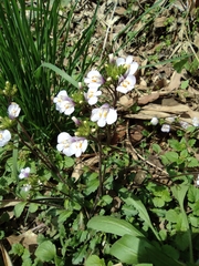 Mazus stachydifolius