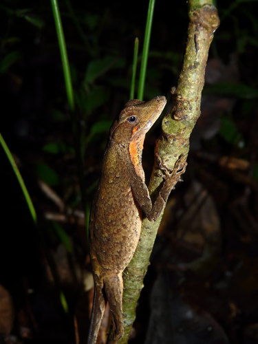 Anolis chrysolepis