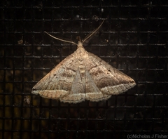 Lysimelia lenis